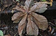 Zdjęcia z Coco Island