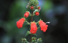 Zdjęcia z Coco Island