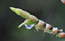 Zdjęcia z Coco Island