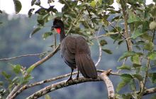 Zdjęcia z Coco Island