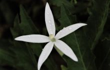 Zdjęcia z Coco Island