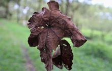 Zdjęcia z Coco Island