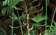 Zdjęcia z Coco Island