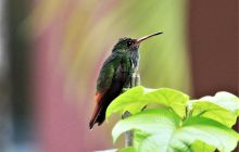 Zdjęcia z Coco Island