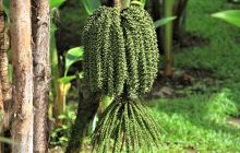 Zdjęcia z Coco Island