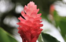 Zdjęcia z Coco Island