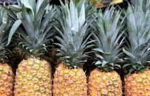 Zdjęcia z Coco Island