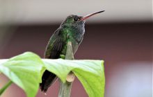 Zdjęcia z Coco Island