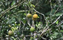 Zdjęcia z Coco Island