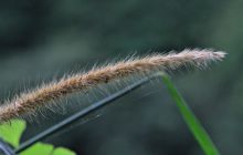 Zdjęcia z Coco Island