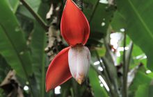 Zdjęcia z Coco Island