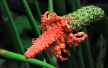 Zdjęcia z Coco Island