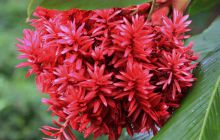 Zdjęcia z Coco Island