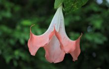 Zdjęcia z Coco Island