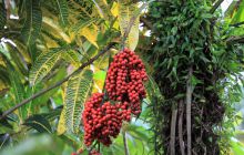 Zdjęcia z Coco Island