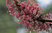 Zdjęcia z Coco Island