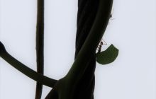 Zdjęcia z Coco Island