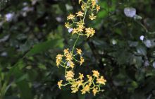 Zdjęcia z Coco Island