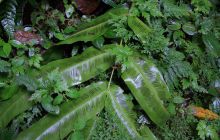 Zdjęcia z Coco Island