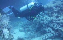 Zdjęcia z Safari Nurkowe St Johns 2017