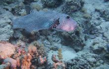 Zdjęcia z Safari Nurkowe St Johns 2017