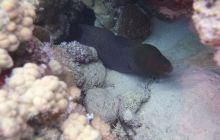 Zdjęcia z Safari Nurkowe St Johns 2017