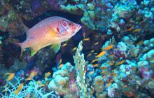 Zdjęcia z Safari Nurkowe St Johns 2017