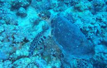 Zdjęcia z Safari Nurkowe St Johns 2017