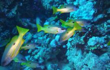 Zdjęcia z Safari Nurkowe St Johns 2017