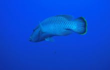 Zdjęcia z Safari Nurkowe St Johns 2017