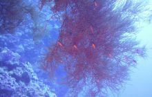 Zdjęcia z Safari Nurkowe St Johns 2017