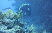 Zdjęcia z Safari Nurkowe St Johns 2017