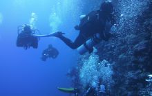 Zdjęcia z Safari Nurkowe St Johns 2017