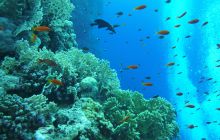 Zdjęcia z Safari Nurkowe St Johns 2017