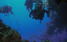 Zdjęcia z Safari Nurkowe St Johns 2017