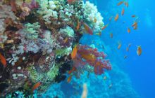 Zdjęcia z Safari Nurkowe St Johns 2017