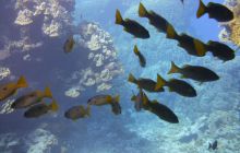 Zdjęcia z Safari Nurkowe St Johns 2017