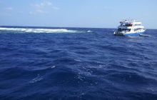 Zdjęcia z Safari Nurkowe St Johns 2017