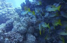 Zdjęcia z Safari Nurkowe St Johns 2017