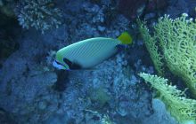 Zdjęcia z Safari Nurkowe St Johns 2017