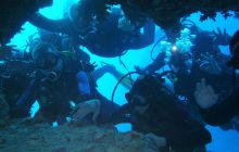 Zdjęcia z Safari Nurkowe St Johns 2017