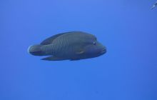 Zdjęcia z Safari Nurkowe St Johns 2017