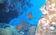 Zdjęcia z Safari Nurkowe St Johns 2017