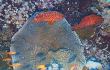 Zdjęcia z Safari Nurkowe St Johns 2017