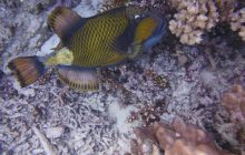 Zdjęcia z Safari Nurkowe St Johns 2017