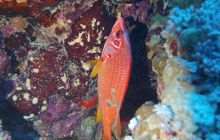 Zdjęcia z Safari Nurkowe St Johns 2017