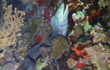 Zdjęcia z Safari Nurkowe St Johns 2017