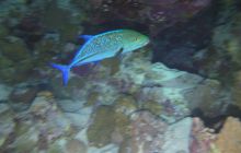 Zdjęcia z Safari Nurkowe St Johns 2017