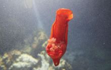 Zdjęcia z Safari Nurkowe St Johns 2017