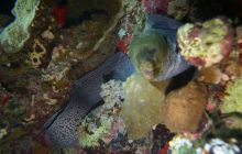 Zdjęcia z Safari Nurkowe St Johns 2017